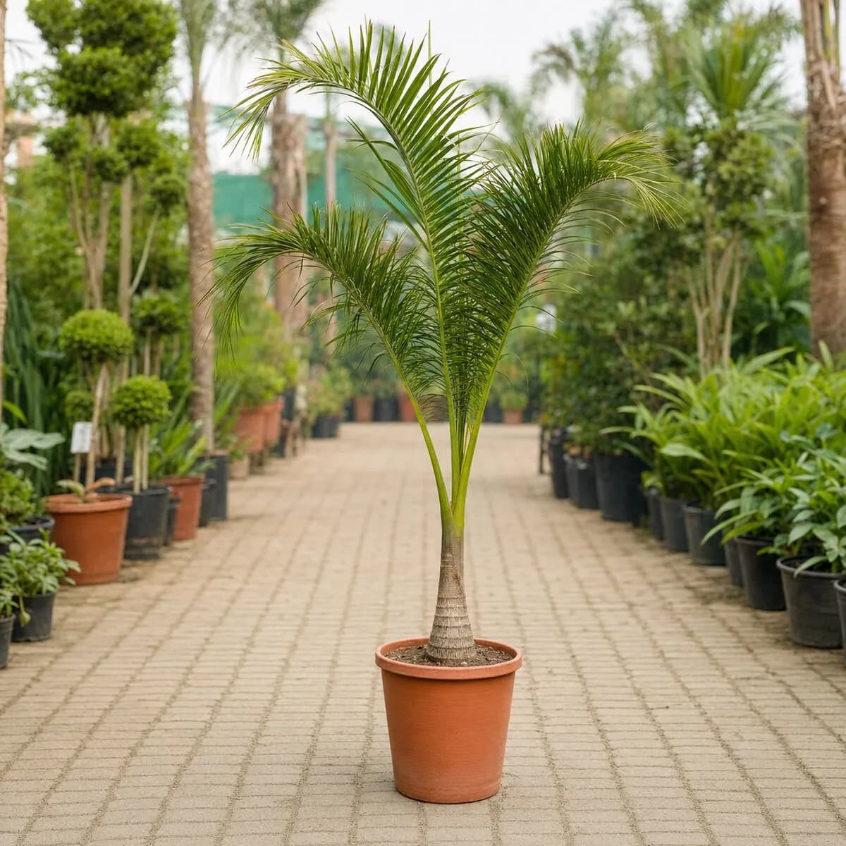 Foxtail Palm photographed at a professional Lahore nursery