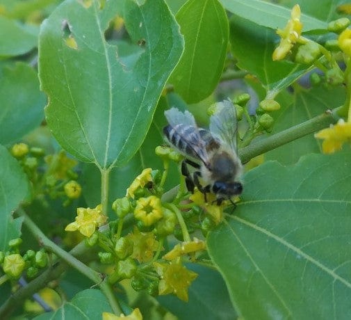 Pure Sidr Honey
