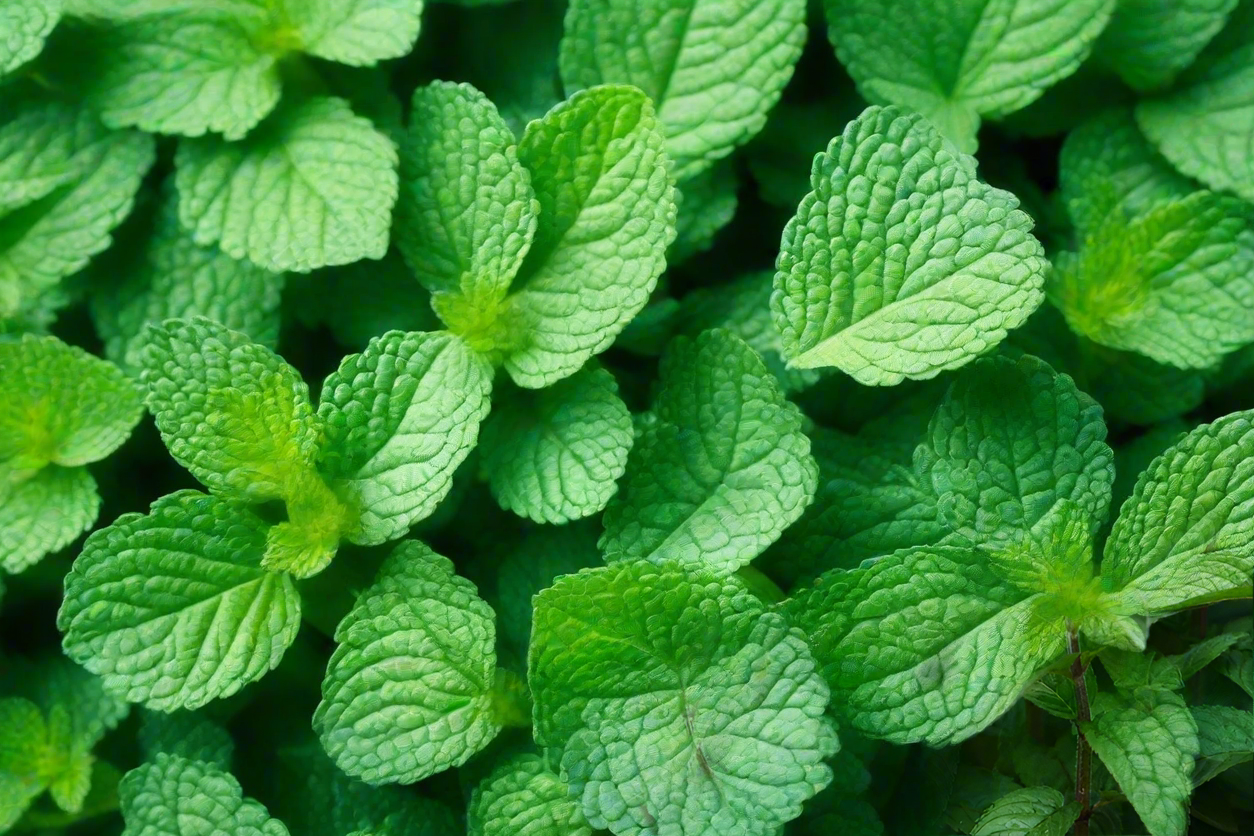 Fresh green mint leaves for chutney drinks and cooking