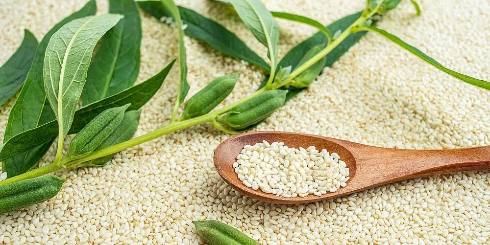 Chemical-Free White Sesame Seeds from TPM Agri Farms