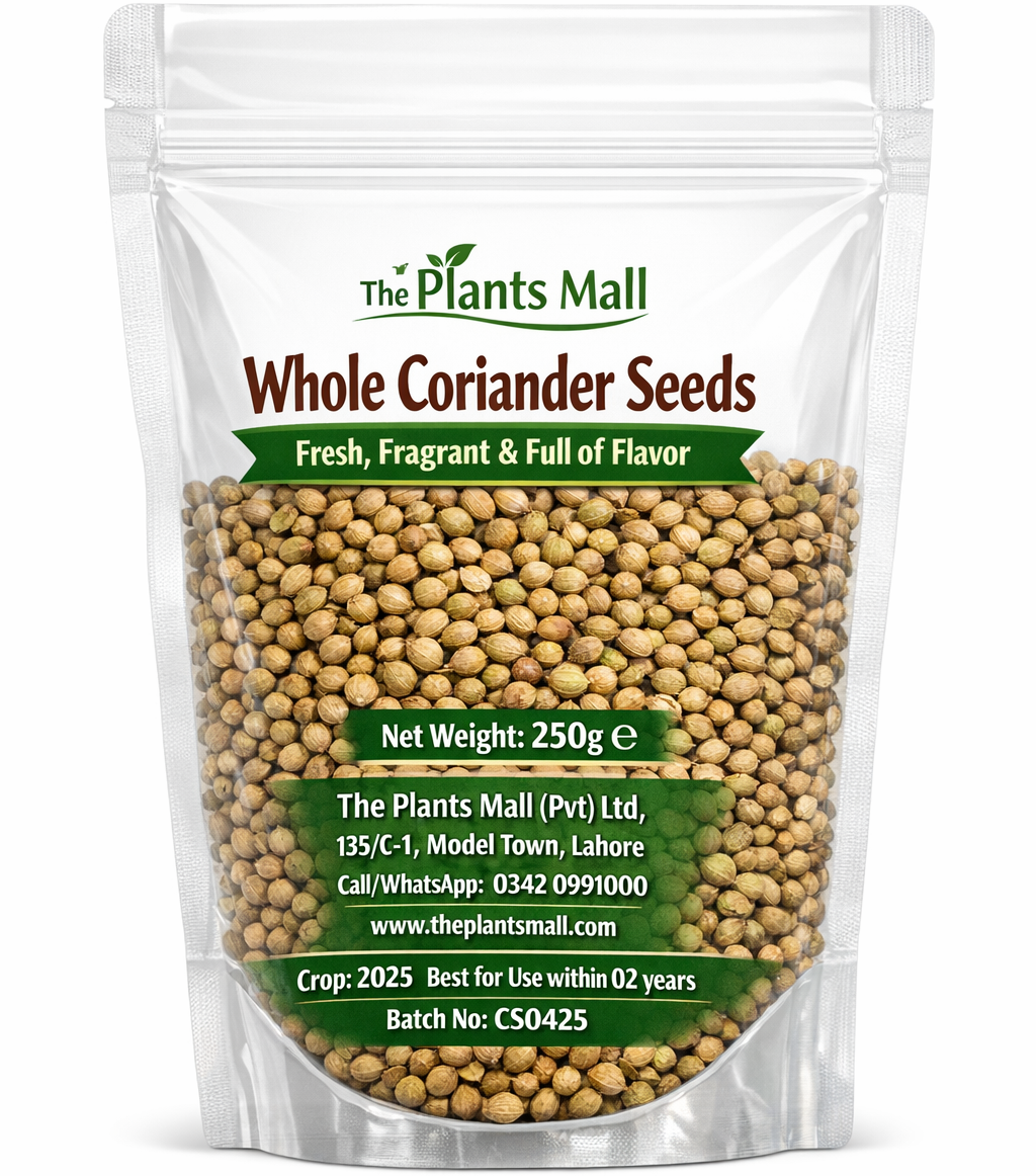 Whole Coriander Seeds – Fresh, Fragrant & Full of Flavor