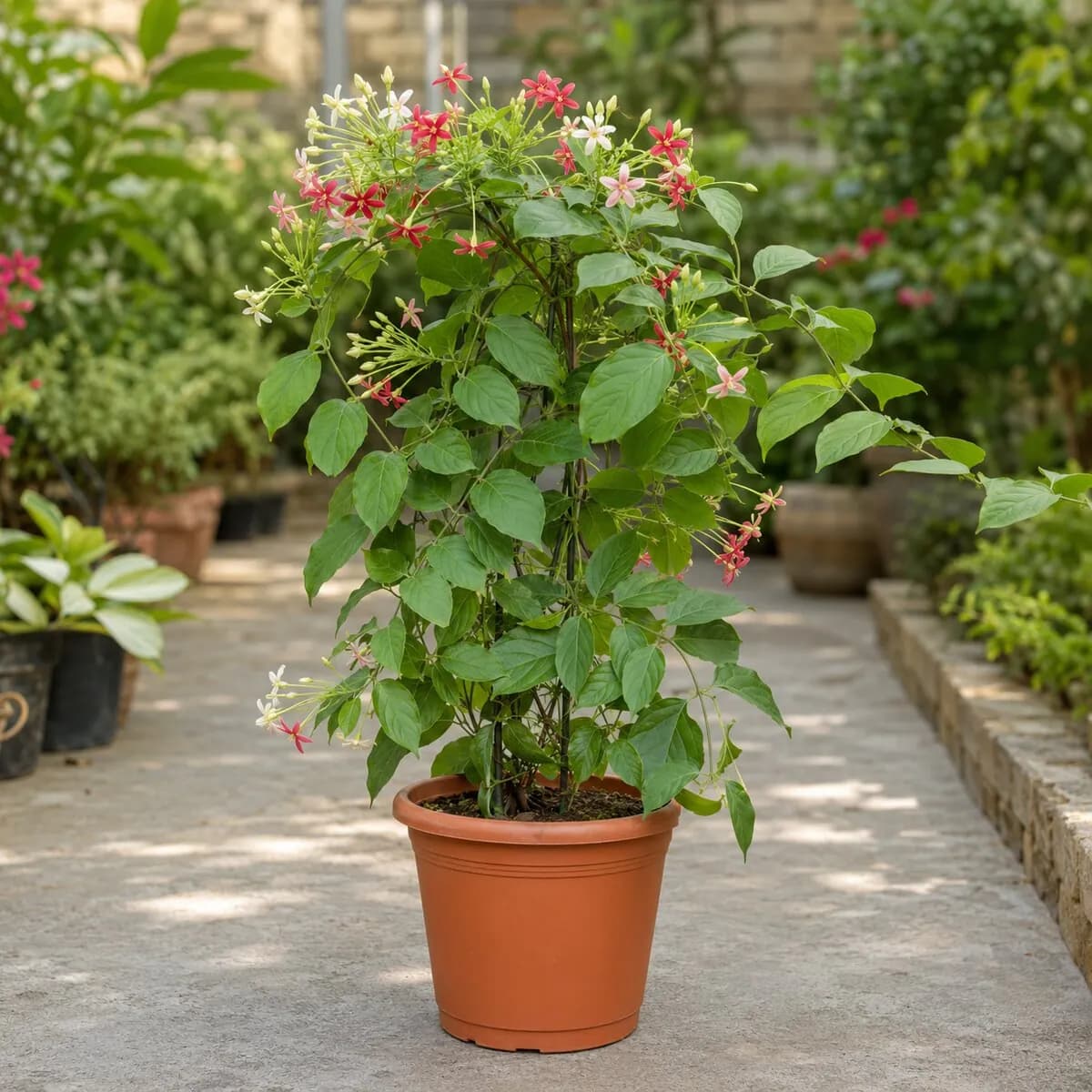Madhumalti Rangoon Creeper photographed at a professional Lahore nursery
