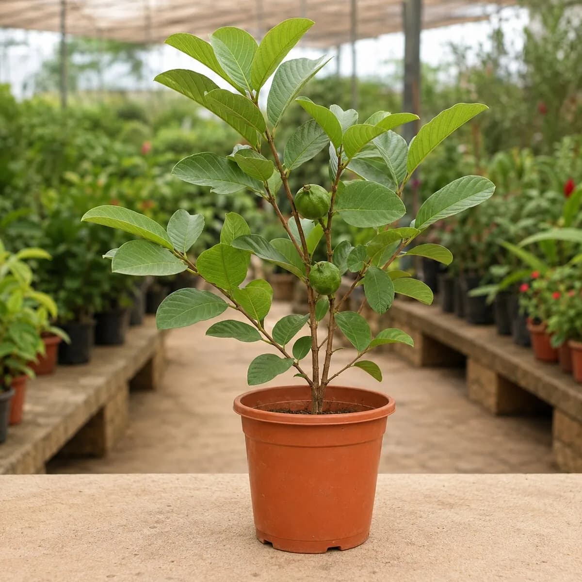 Guava Plant (Amrood) healthy nursery plant photographed at a professional Lahore nursery