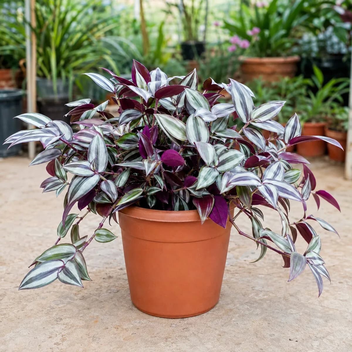 Tradescantia Zebrina photographed at a professional Lahore nursery