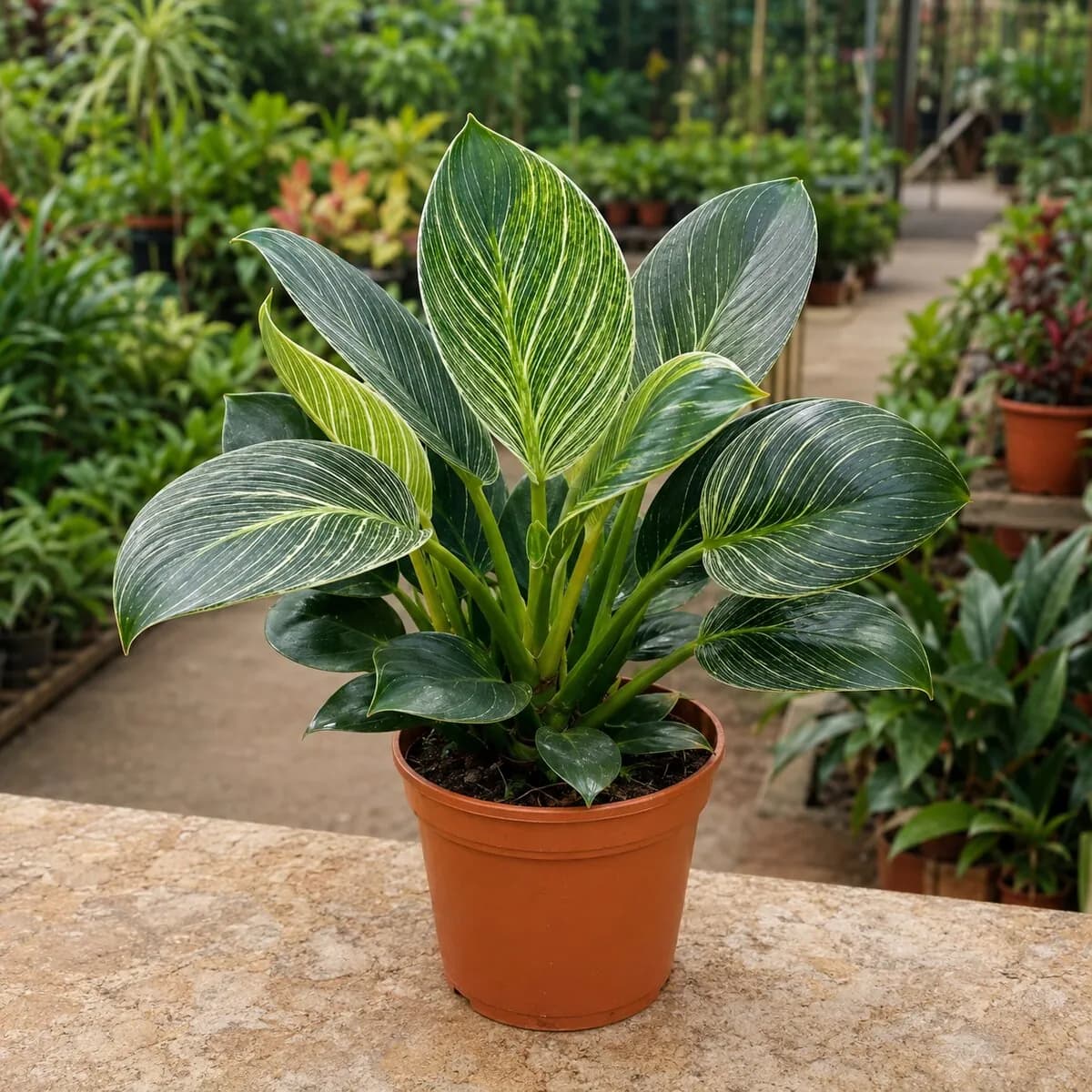 Philodendron Birkin healthy nursery plant photographed at a professional Lahore nursery