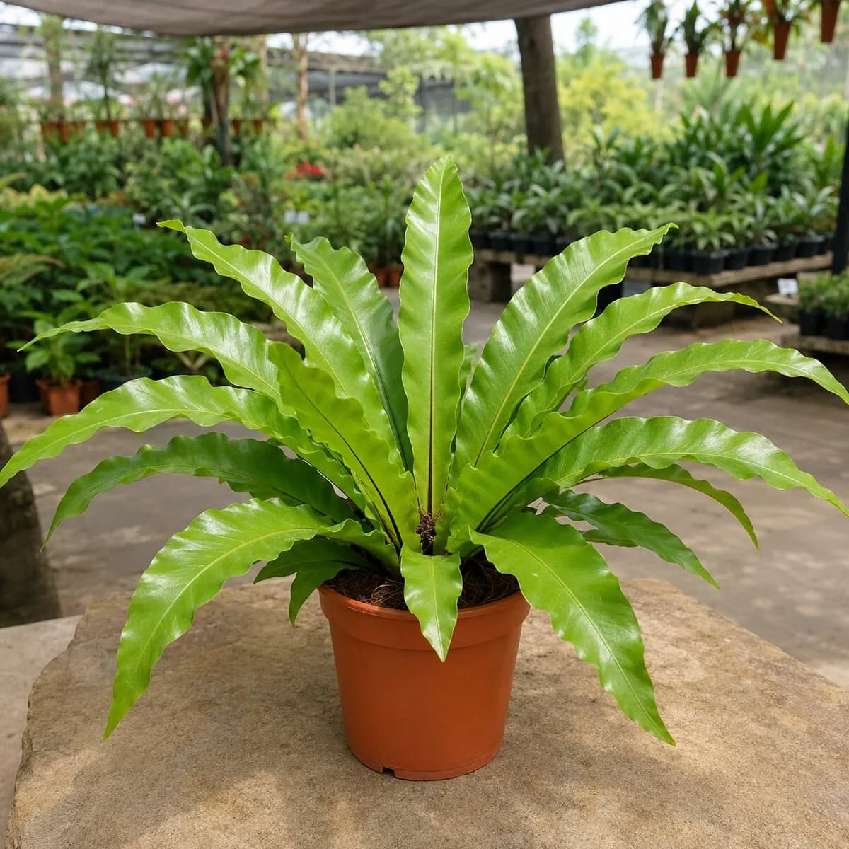 Bird's Nest Fern healthy nursery plant photographed at a professional Lahore nursery