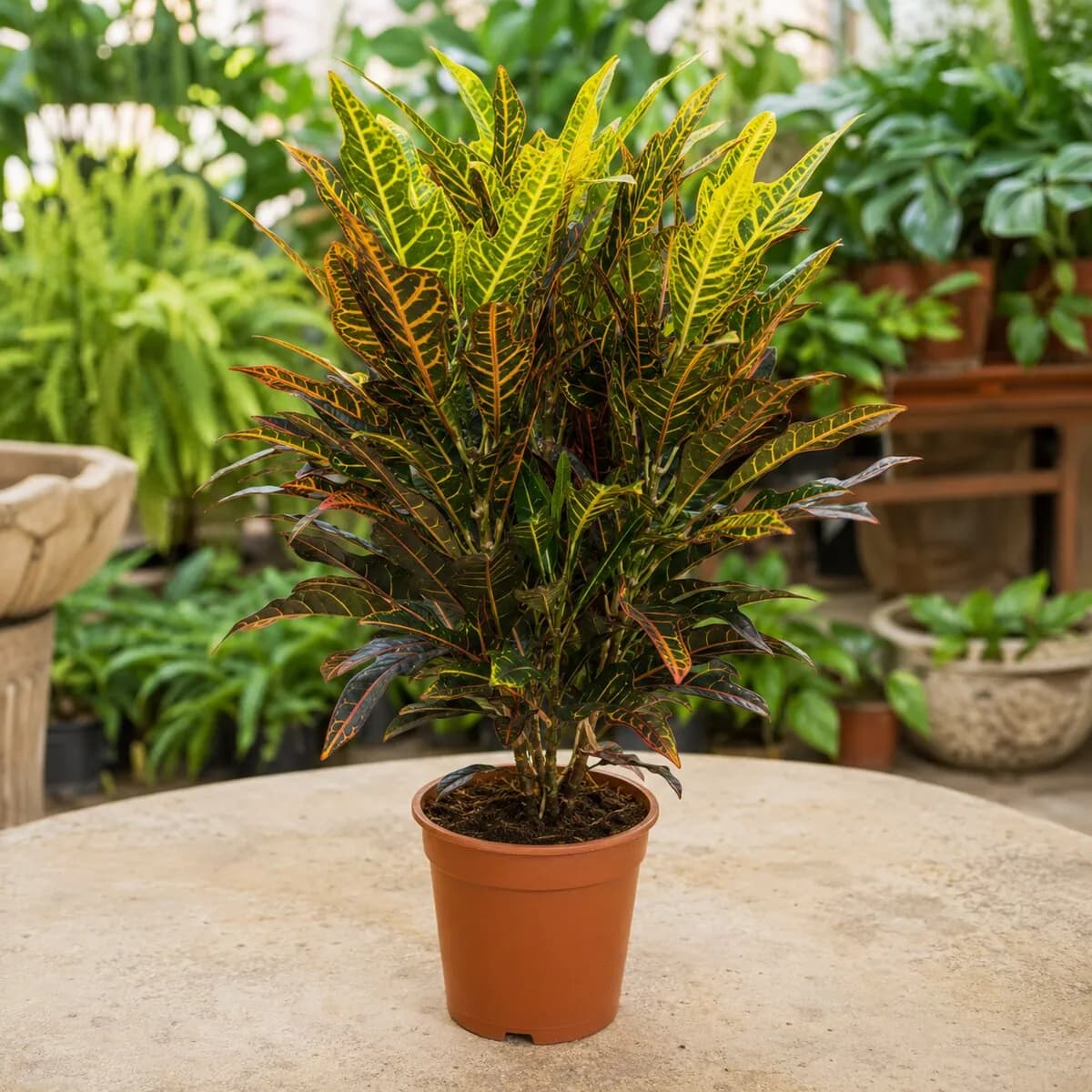 Croton Petra photographed at a professional Lahore nursery