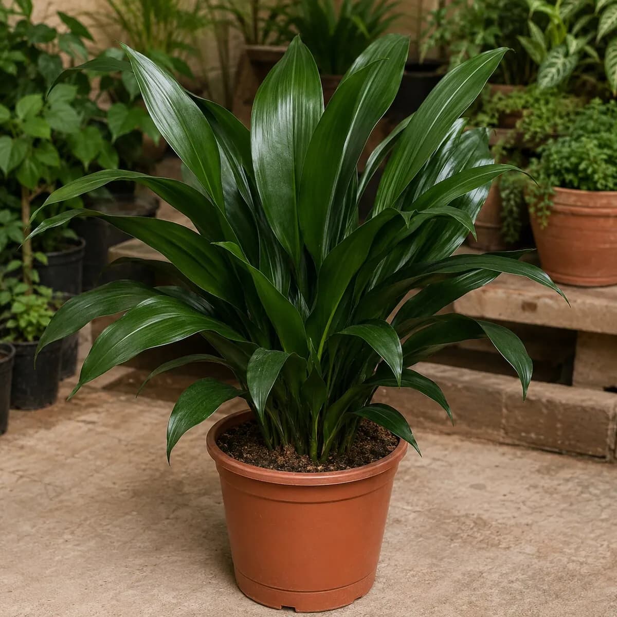 Cast Iron Plant photographed at a professional Lahore nursery