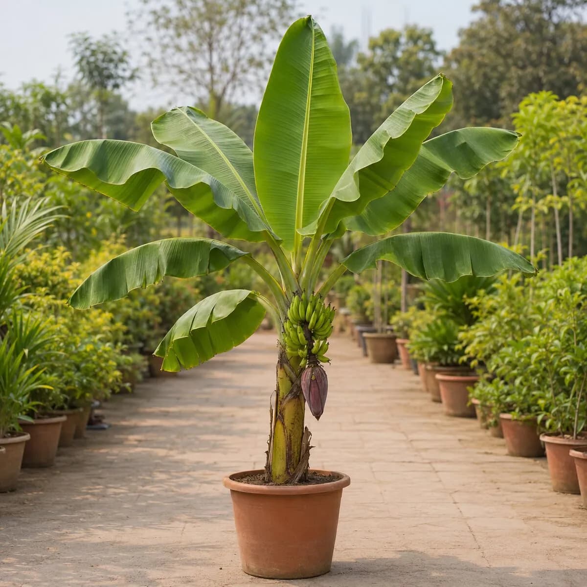 Banana Plant healthy nursery plant