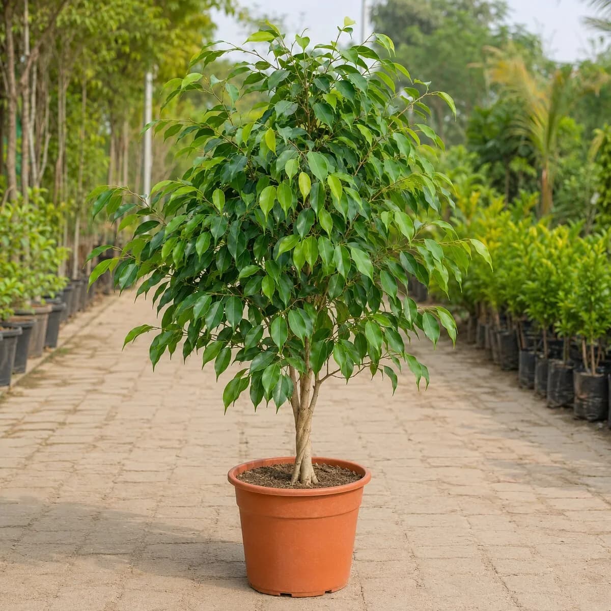 Ficus Benjamina healthy nursery plant