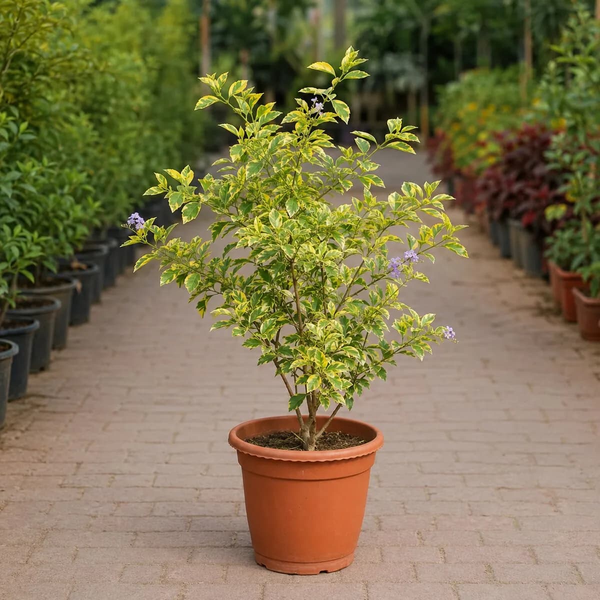 Golden Duranta photographed at a professional Lahore nursery