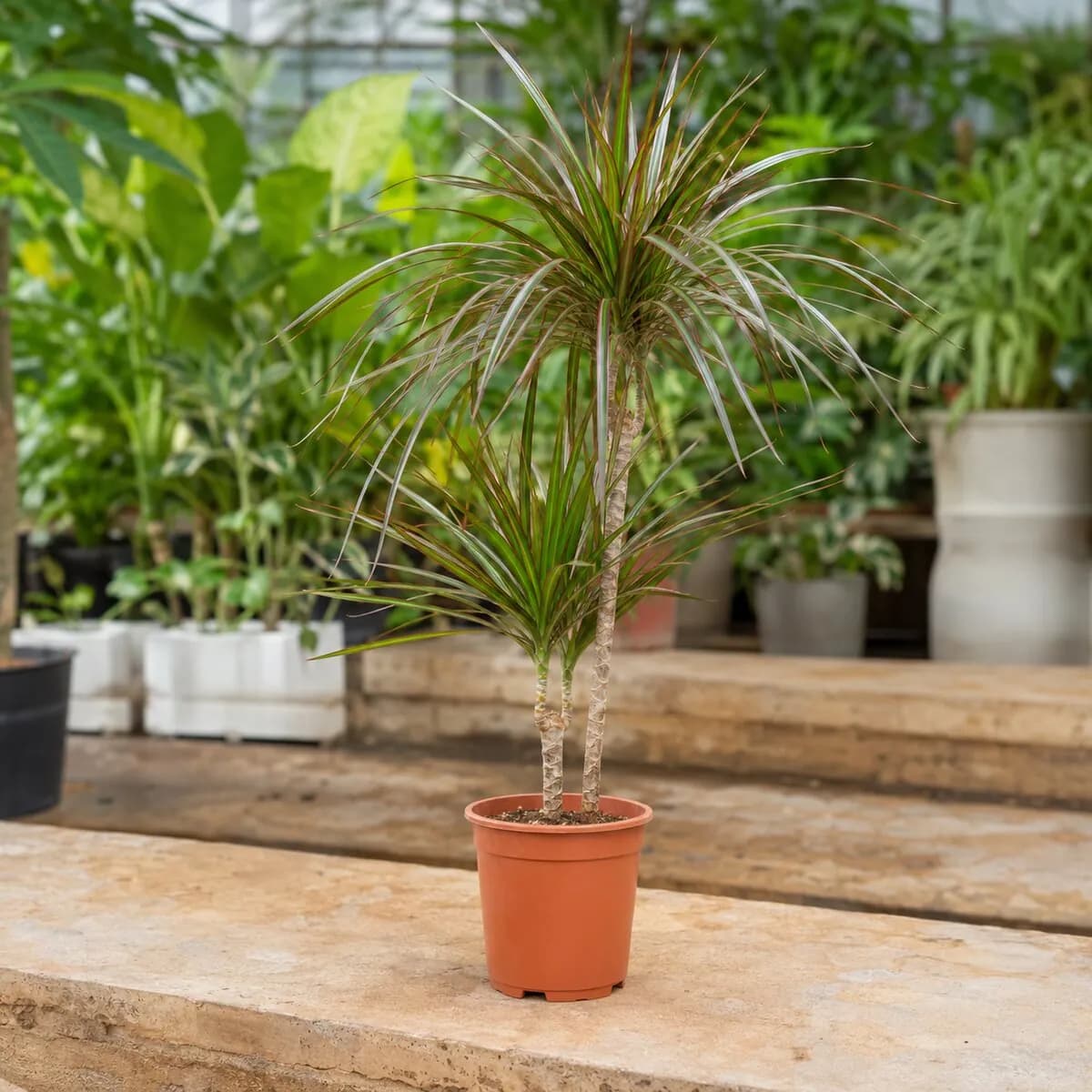 Dracaena Marginata photographed at a professional Lahore nursery