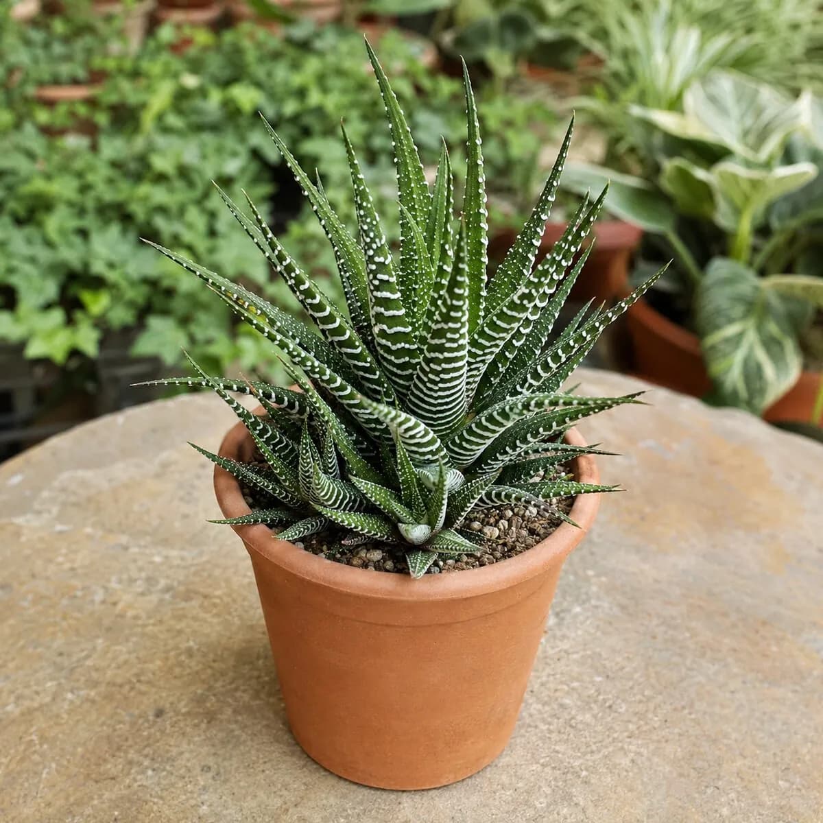 Haworthia Zebra healthy nursery plant
