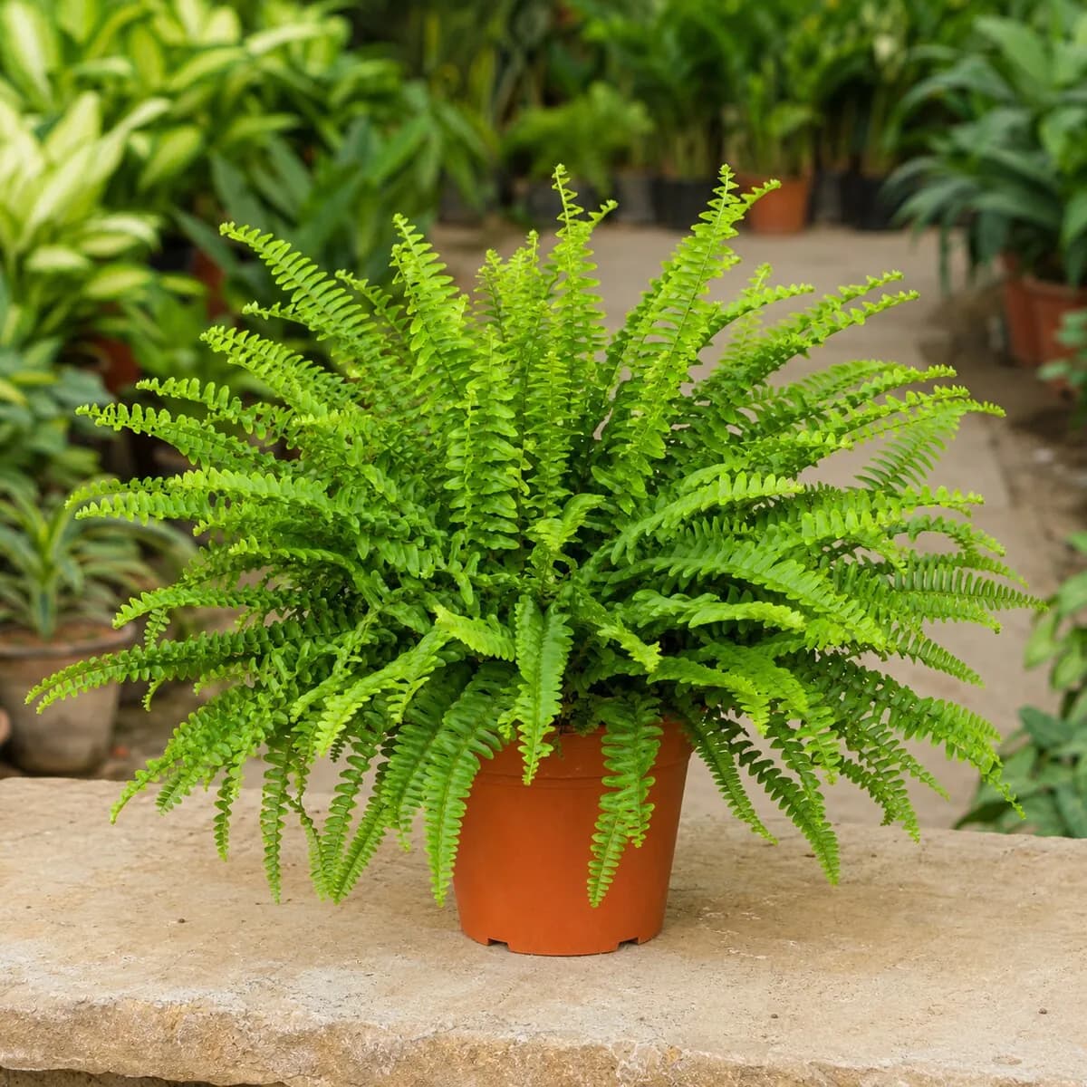 Boston Fern healthy nursery plant photographed at a professional Lahore nursery