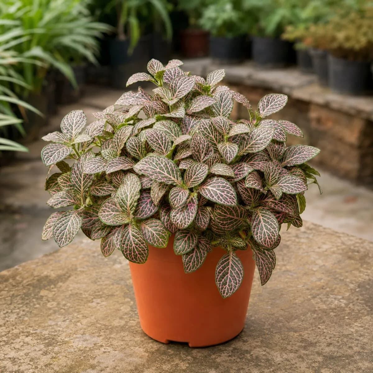 Fittonia Nerve Plant photographed at a professional Lahore nursery