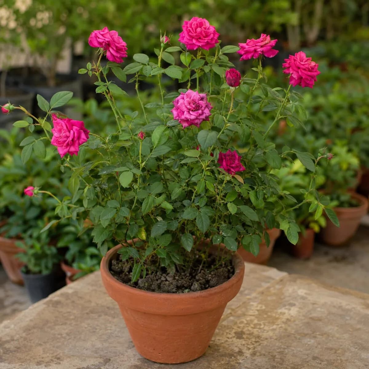 Rose — Desi Gulab photographed at a professional Lahore nursery