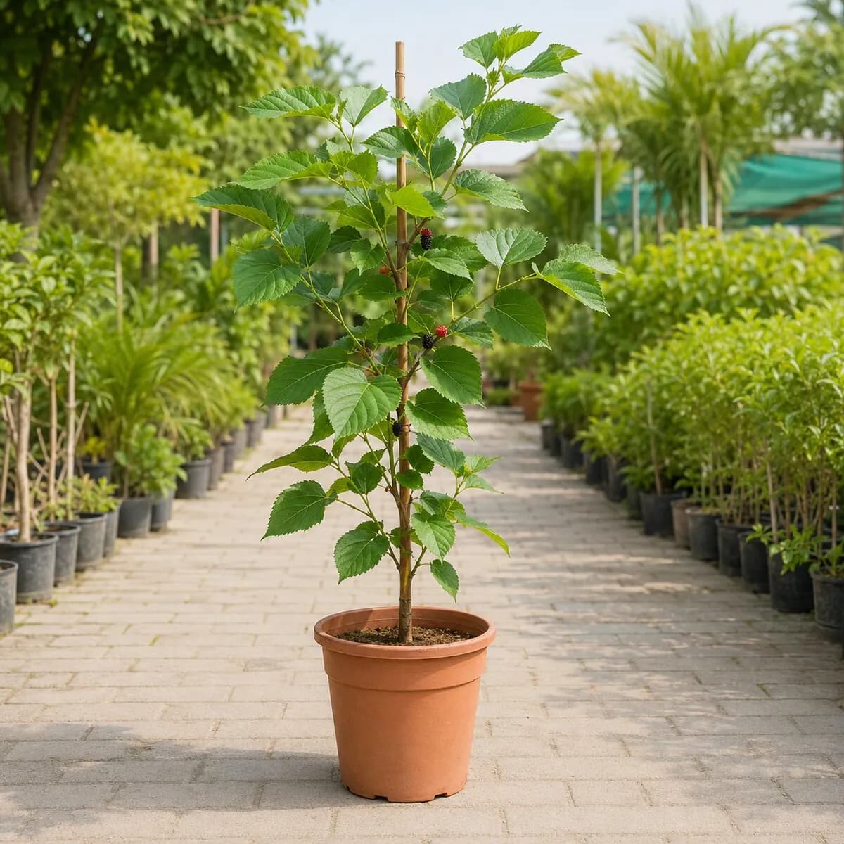 Mulberry Plant (Shahtoot) photographed at a professional Lahore nursery
