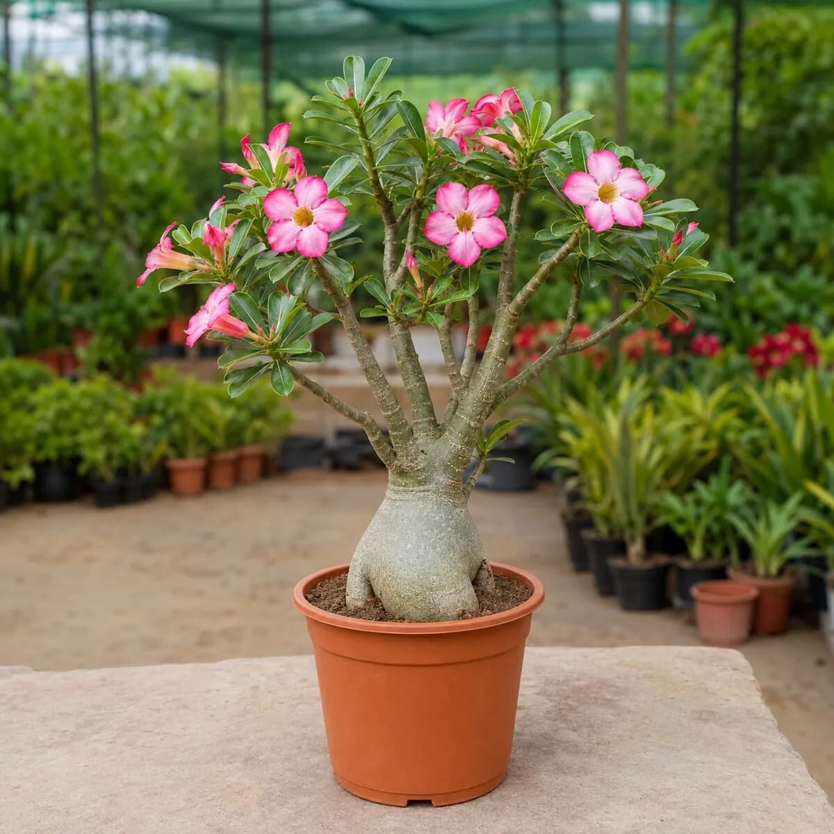 Adenium (Desert Rose) healthy nursery plant photographed at a professional Lahore nursery