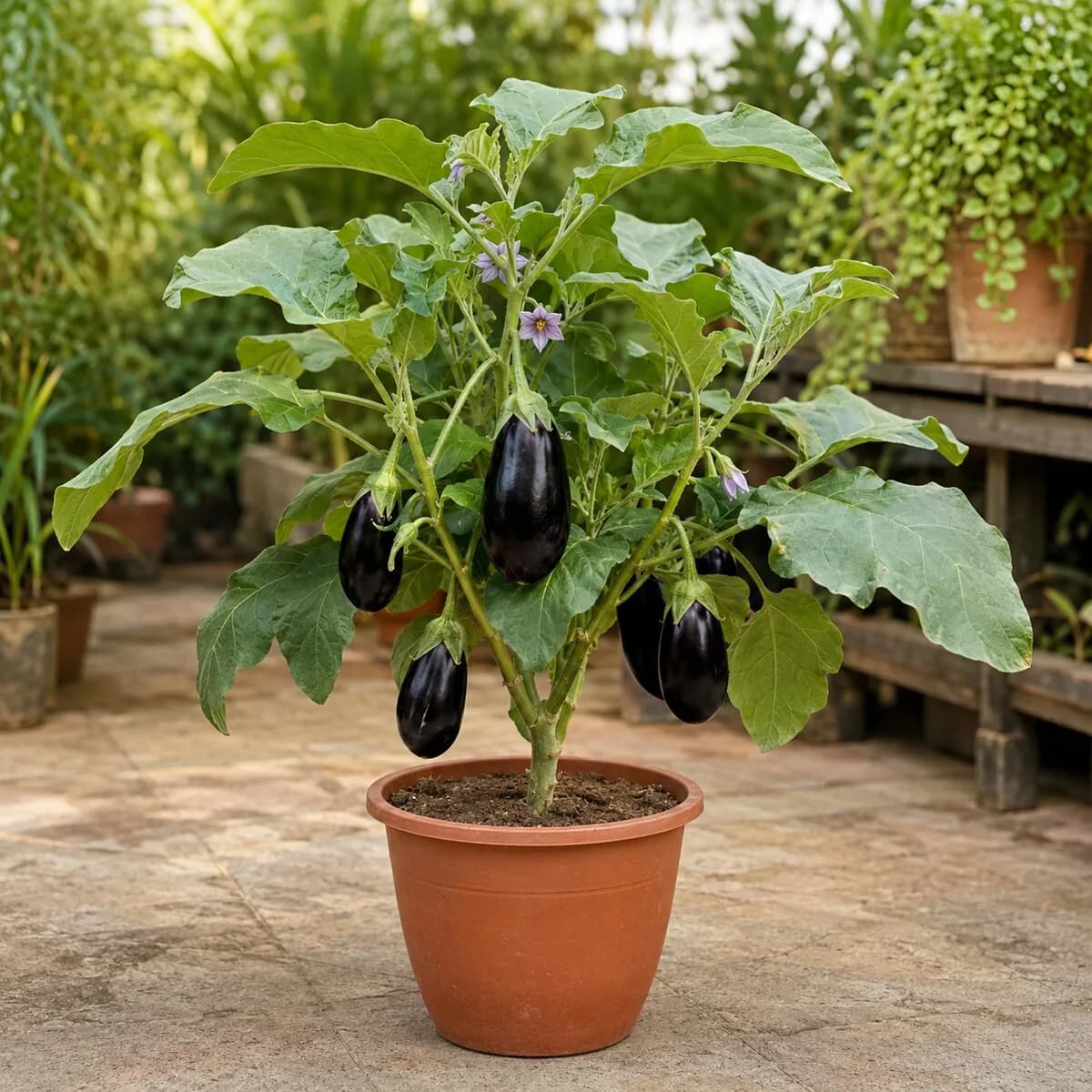 Eggplant (Baingan) healthy nursery plant