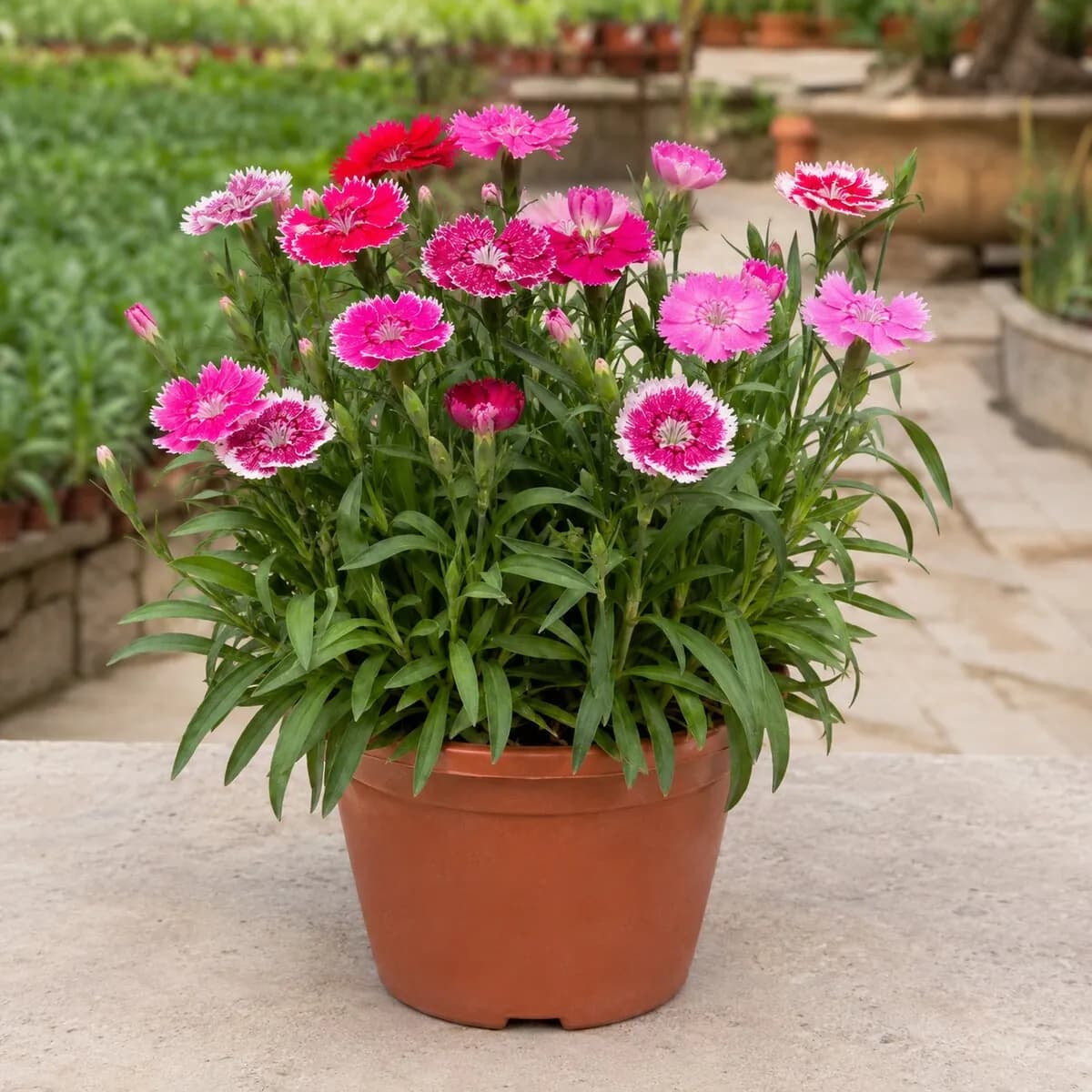 Dianthus photographed at a professional Lahore nursery