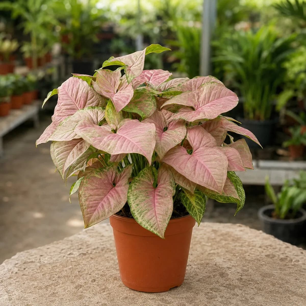 Syngonium Pink healthy nursery plant photographed at a professional Lahore nursery