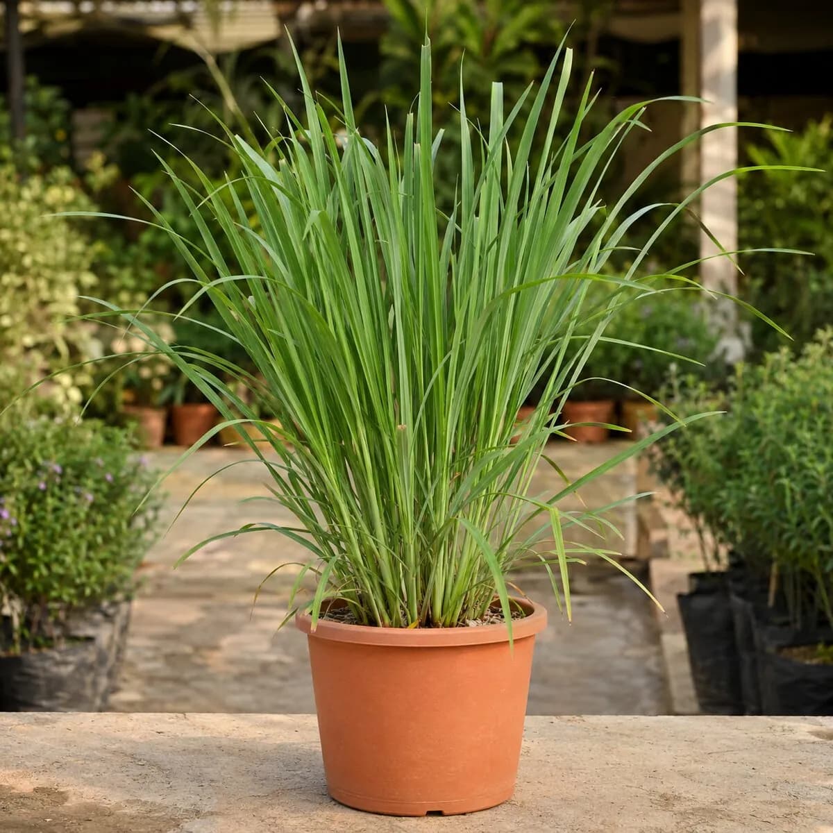 Lemongrass healthy nursery plant