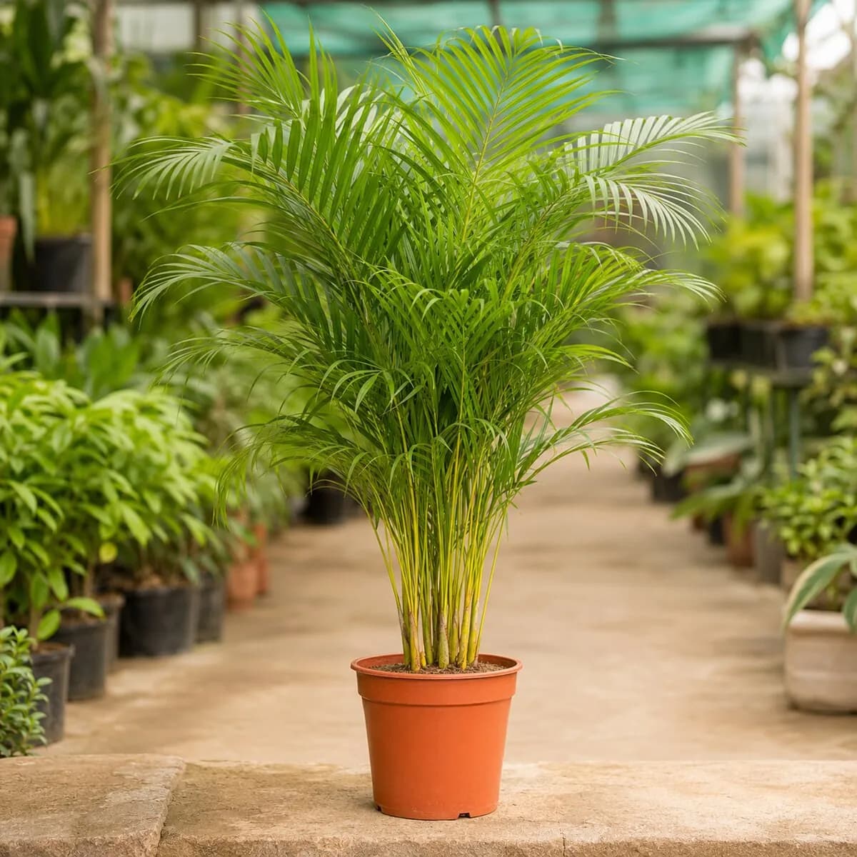 Areca Palm healthy nursery plant photographed at a professional Lahore nursery