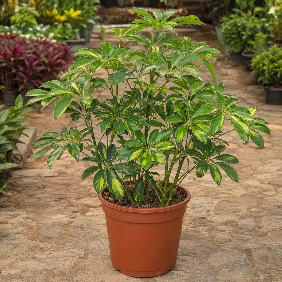 Umbrella Plant photographed at a professional Lahore nursery