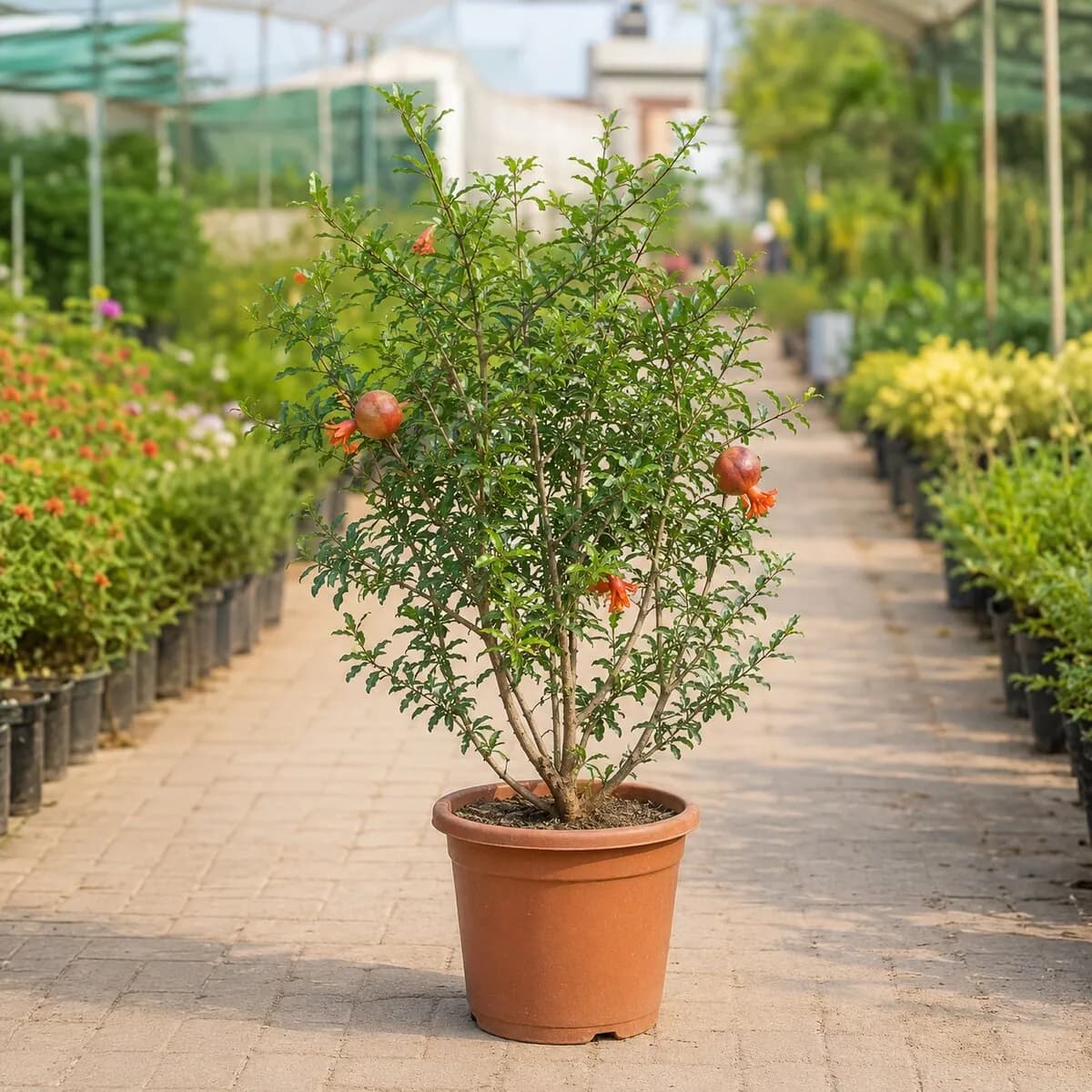 Pomegranate Plant (Anaar) photographed at a professional Lahore nursery