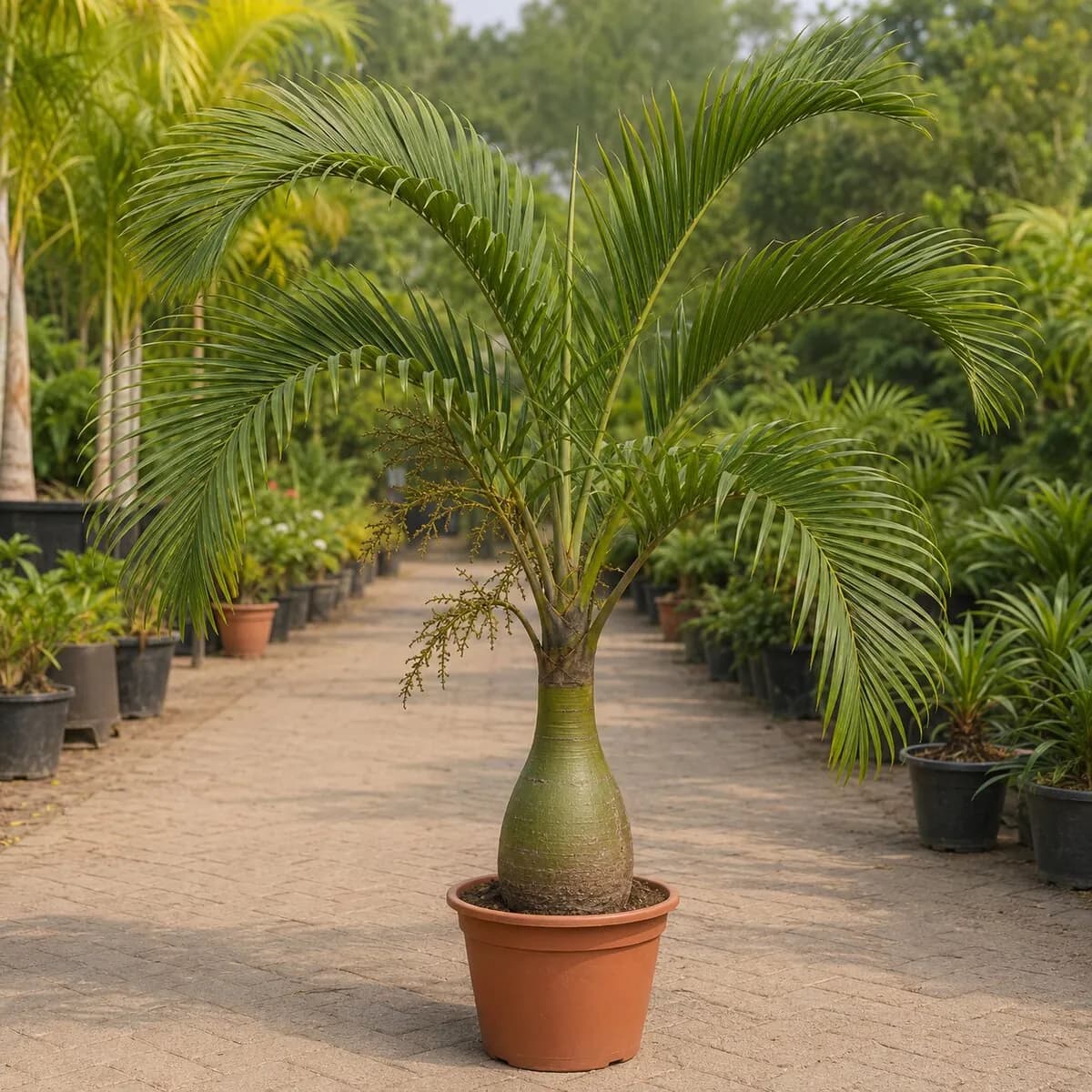 Bottle Palm photographed at a professional Lahore nursery