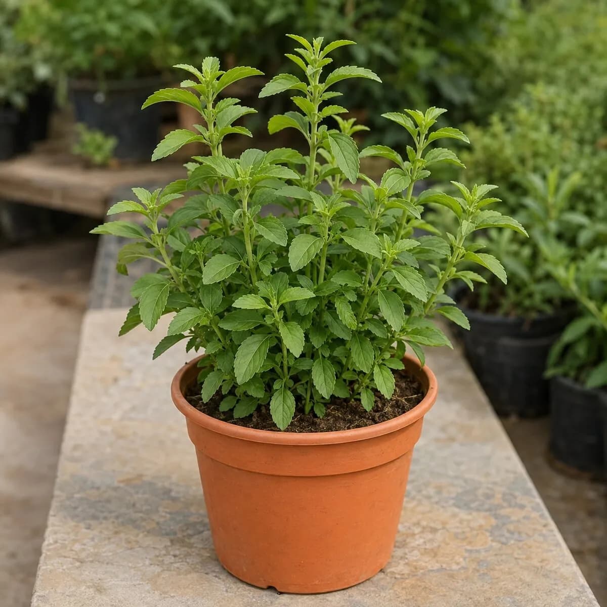 Stevia Plant healthy nursery plant