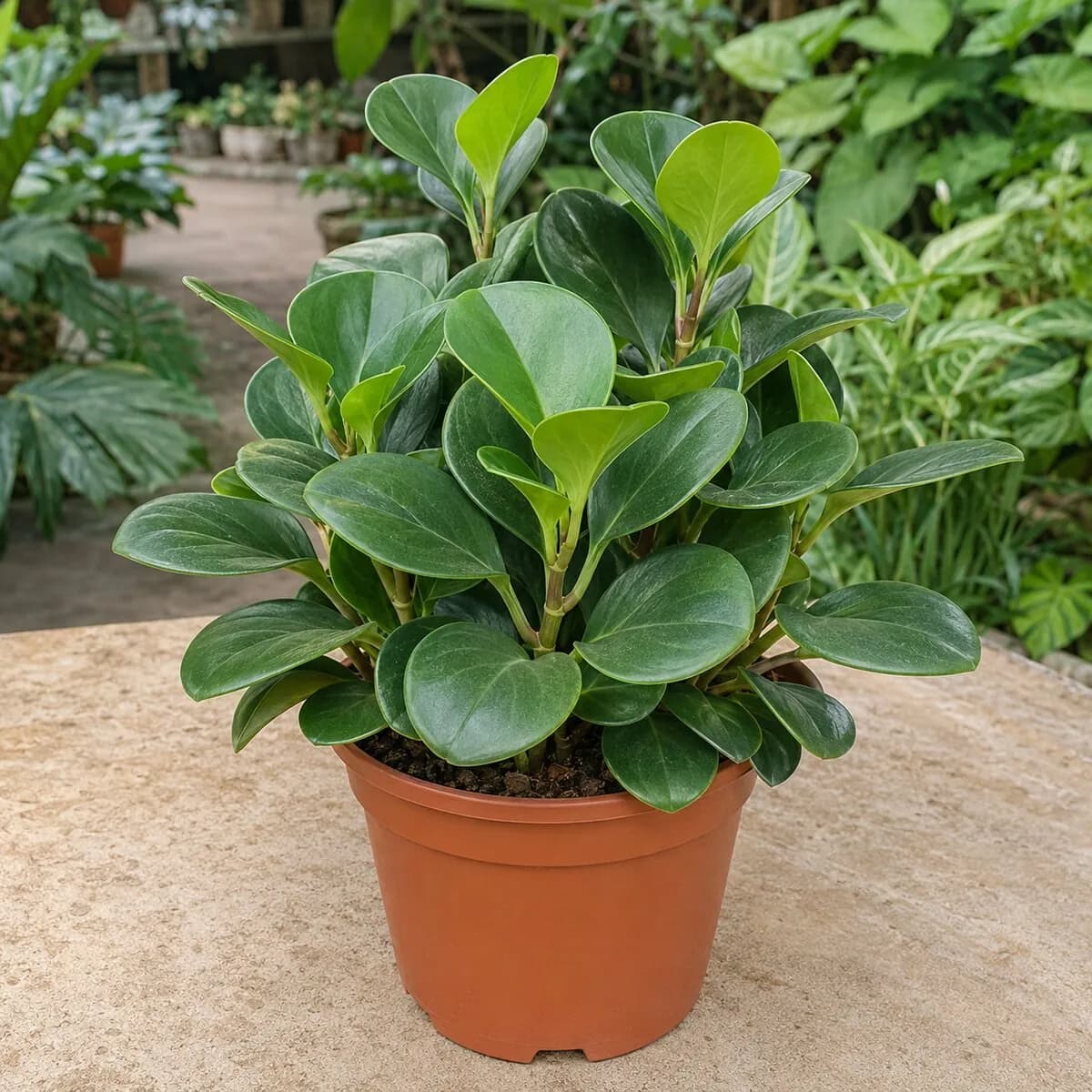 Peperomia Obtusifolia photographed at a professional Lahore nursery