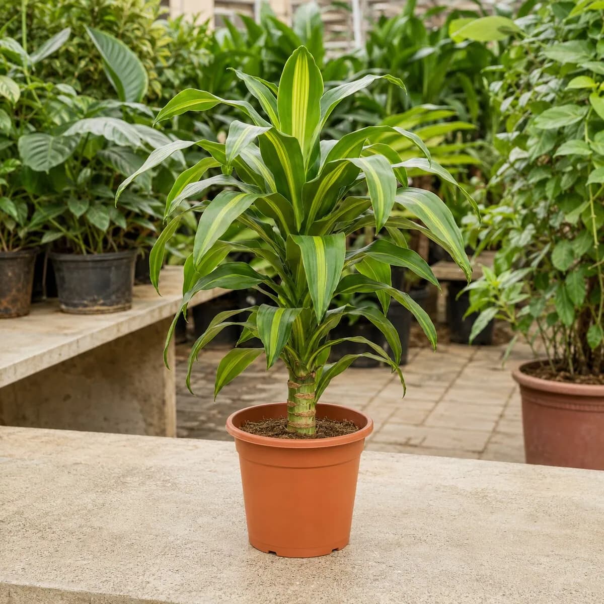 Dracaena Fragrans photographed at a professional Lahore nursery