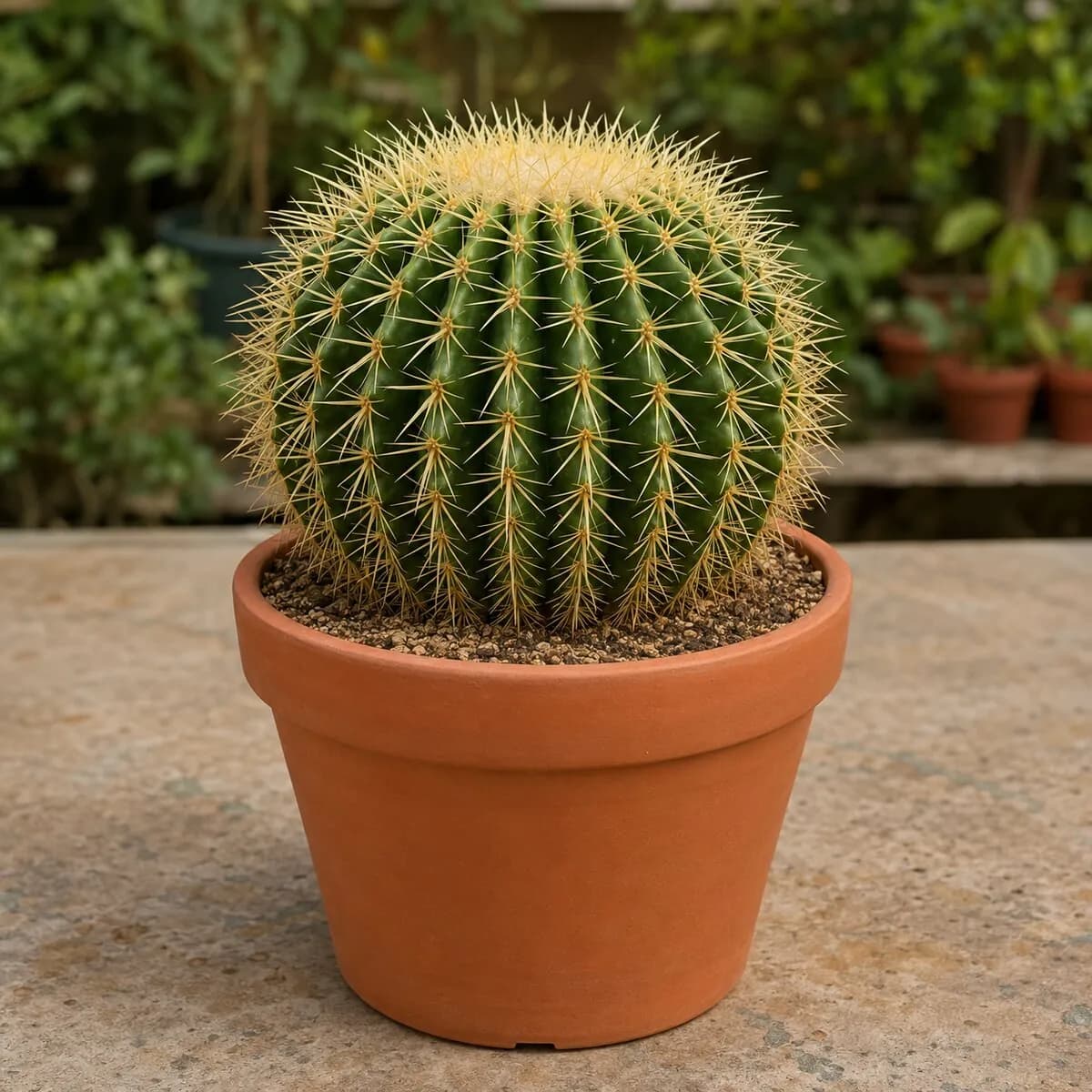 Golden Barrel Cactus healthy nursery plant