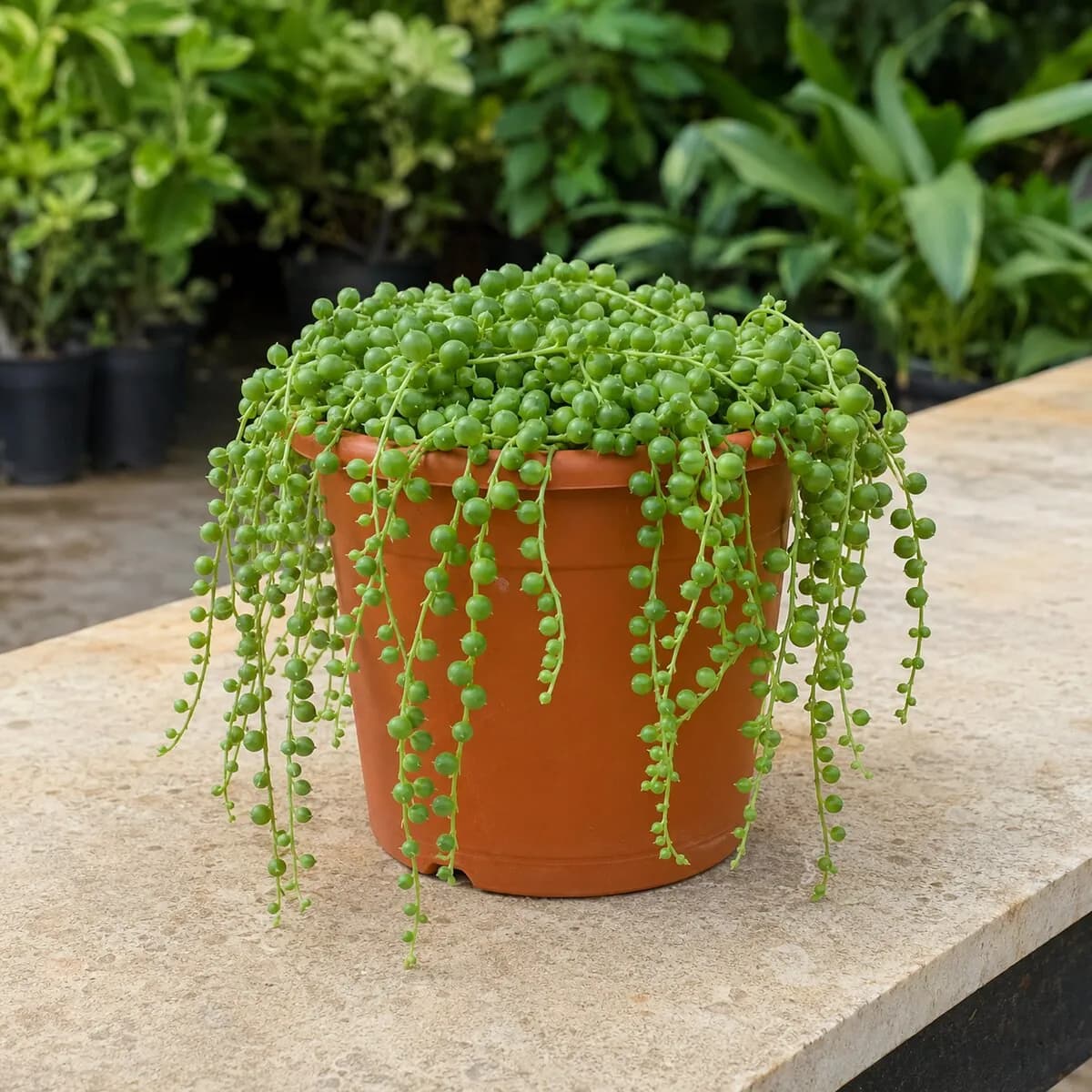 String of Pearls healthy nursery plant