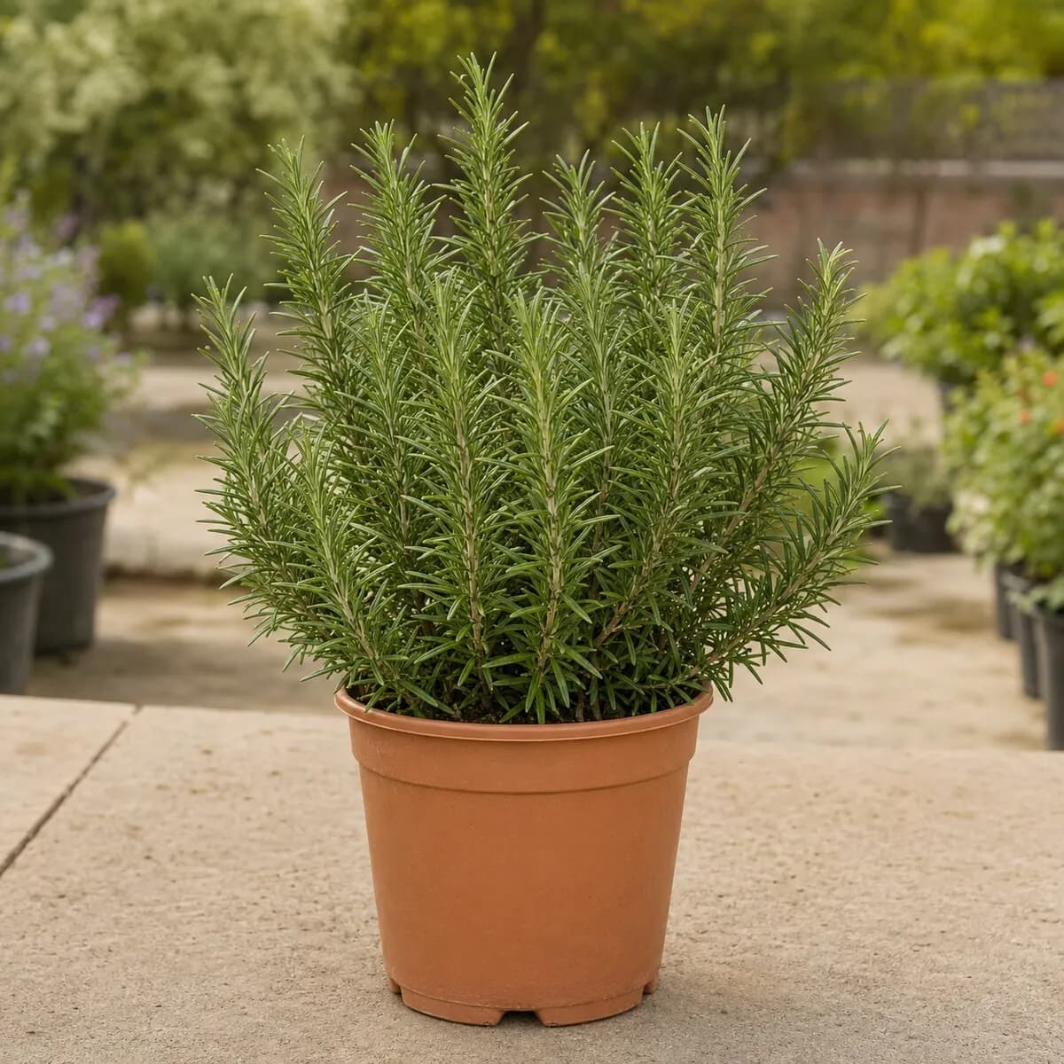 Rosemary healthy nursery plant