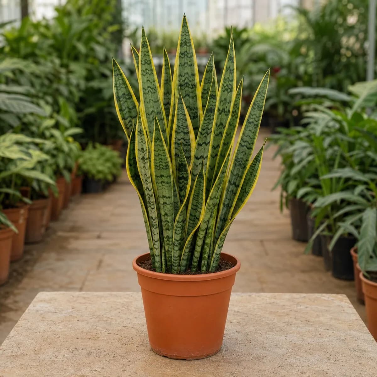 Snake Plant (Sansevieria) healthy nursery plant photographed at a professional Lahore nursery