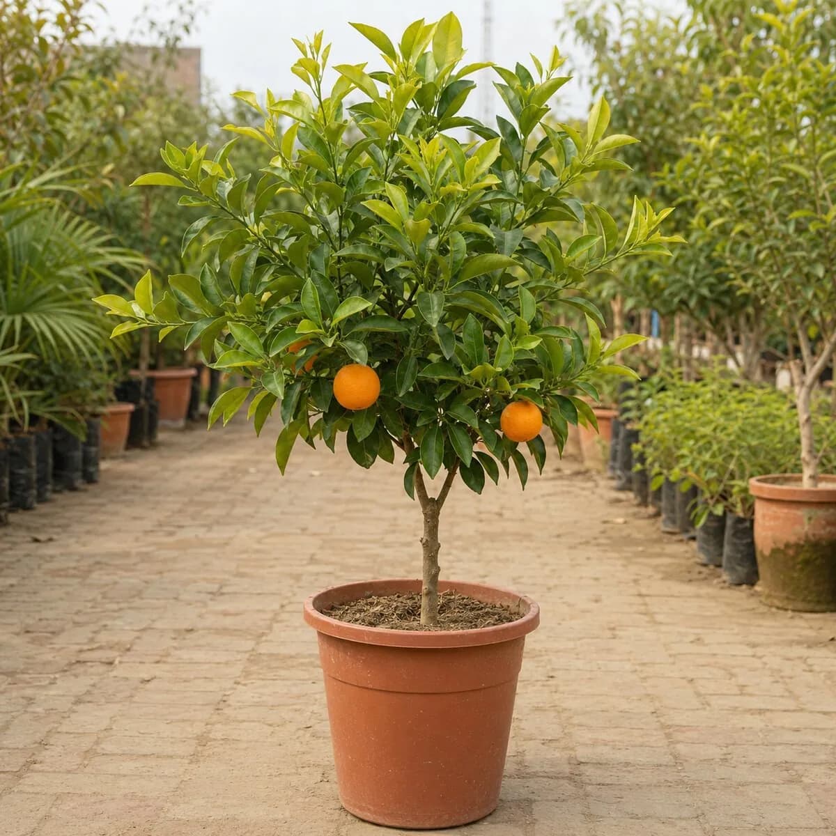 Orange Plant — Kinnow Type healthy nursery plant