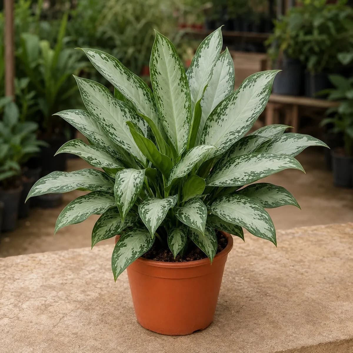 Chinese Evergreen (Aglaonema) healthy nursery plant photographed at a professional Lahore nursery