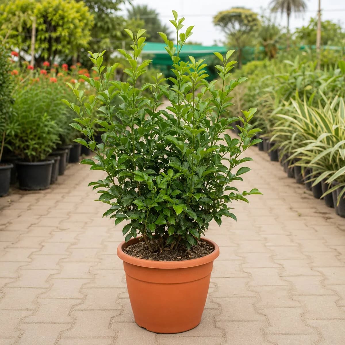 Murraya Hedge Plant healthy nursery plant