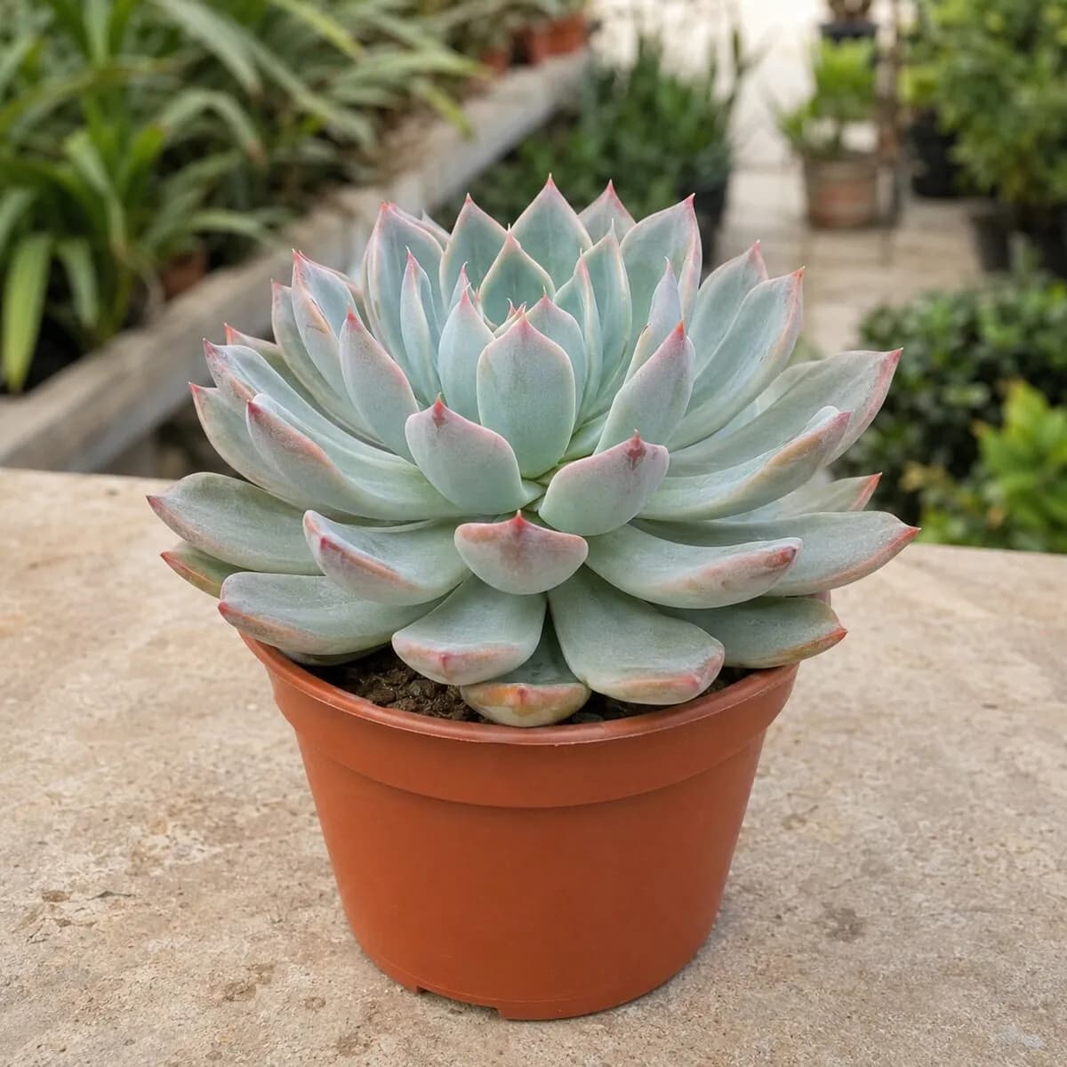 Echeveria Succulent healthy nursery plant