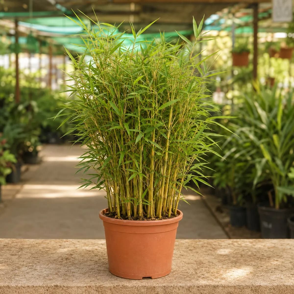 Clumping Bamboo healthy nursery plant photographed at a professional Lahore nursery