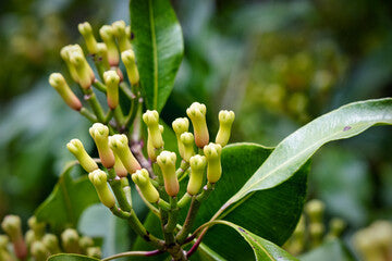 Clove لونگ