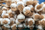 Organic Desi Garlic (دیسی لہسن) fresh native garlic bulbs from Pakistan