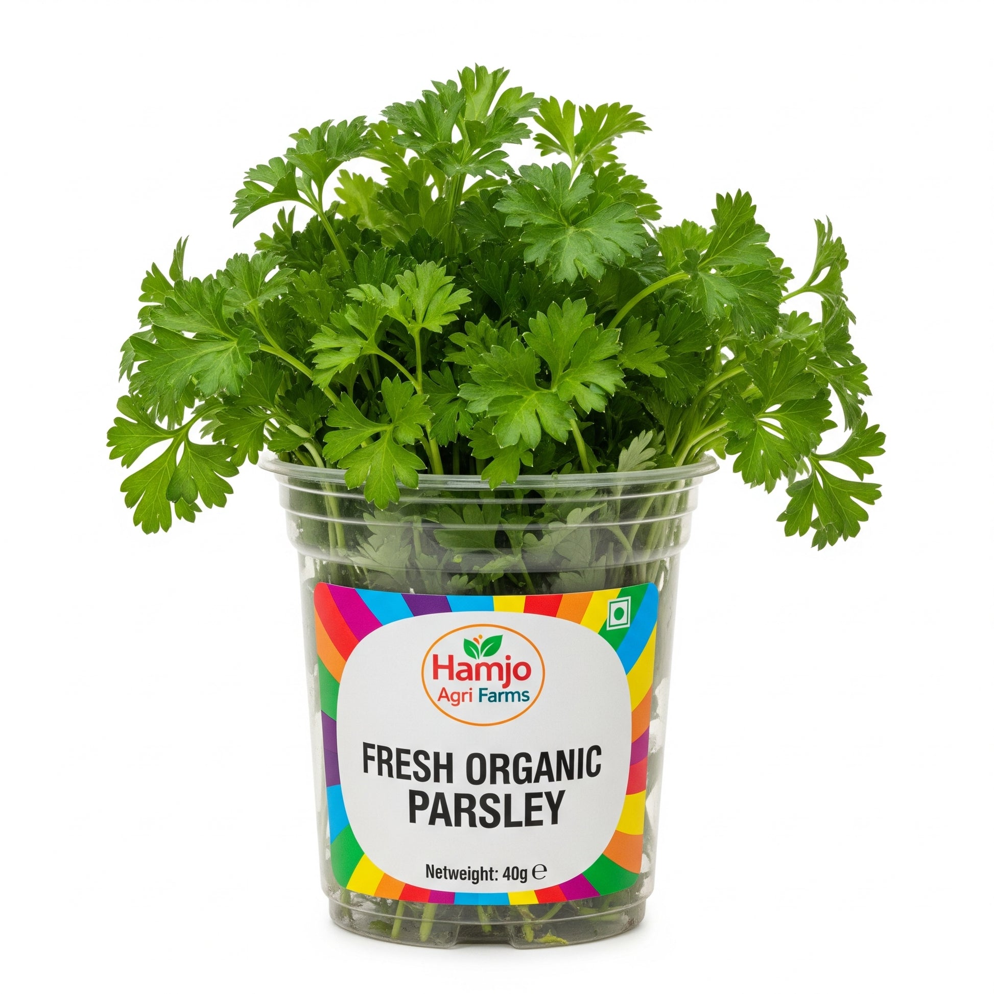 Fresh organic parsley bunch, vibrant green leaves, perfect for cooking, garnishing, salad, soupsand healthy recipe-chemical-free and nutrient-rich