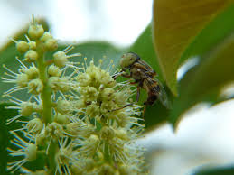 Rare Terminalia Chebula (Harar-Hareer) Honey – Nature’s Rare Elixir