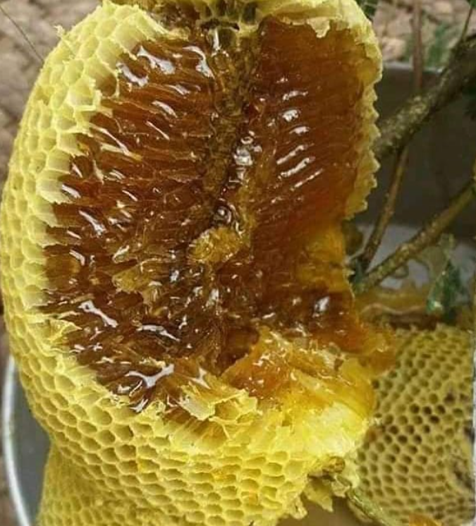 Wild Sidr Honey Combs – Rare, Pure - Available on Advance Booking only
