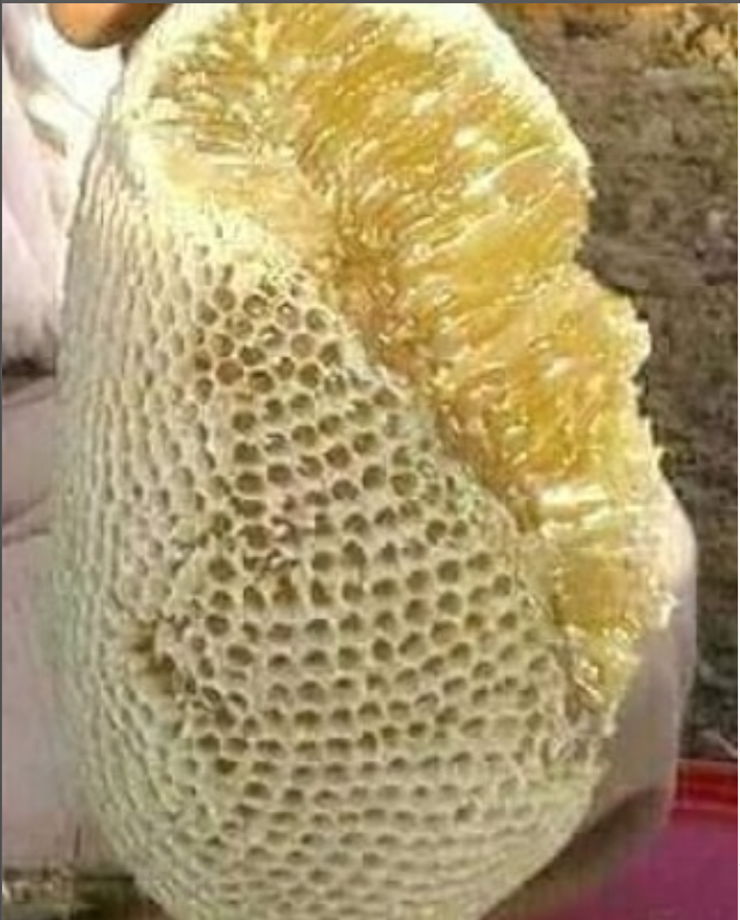 Wild Sidr Honey Combs – Rare, Pure - Available on Advance Booking only