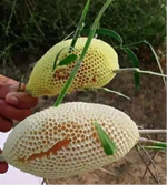 Wild Sidr Honey Combs – Rare, Pure - Available on Advance Booking only