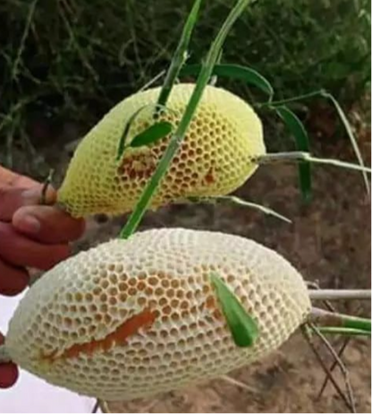 Wild Sidr Honey Combs – Rare, Pure - Available on Advance Booking only